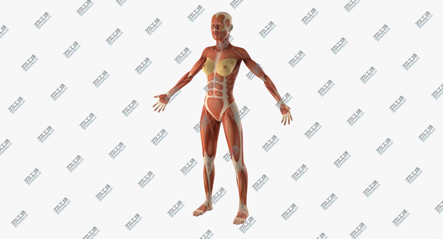 images/goods_img/202105072/Female Muscular System Anatomy 3D model/3.jpg